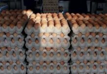 Price Hike: Eggs to Hit N10,000 Per Crate, Says Poultry Farmers