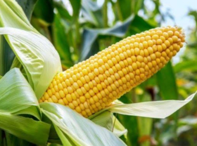 Farmers Association Kick Against Restrictions On Maize Export By Senate