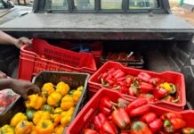 Enugu Govt sets to launch 260 Smart Farm Estates – Commissioner